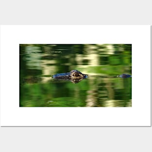 Alligator Under Water Posters and Art